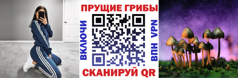 где купить наркотик  Дубна  Псилоцибиновые грибы MAGIC MUSHROOMS 